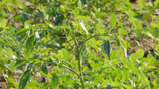 Climate Change Is Going to Make Ragweed Allergies Even Worse, Study Finds
